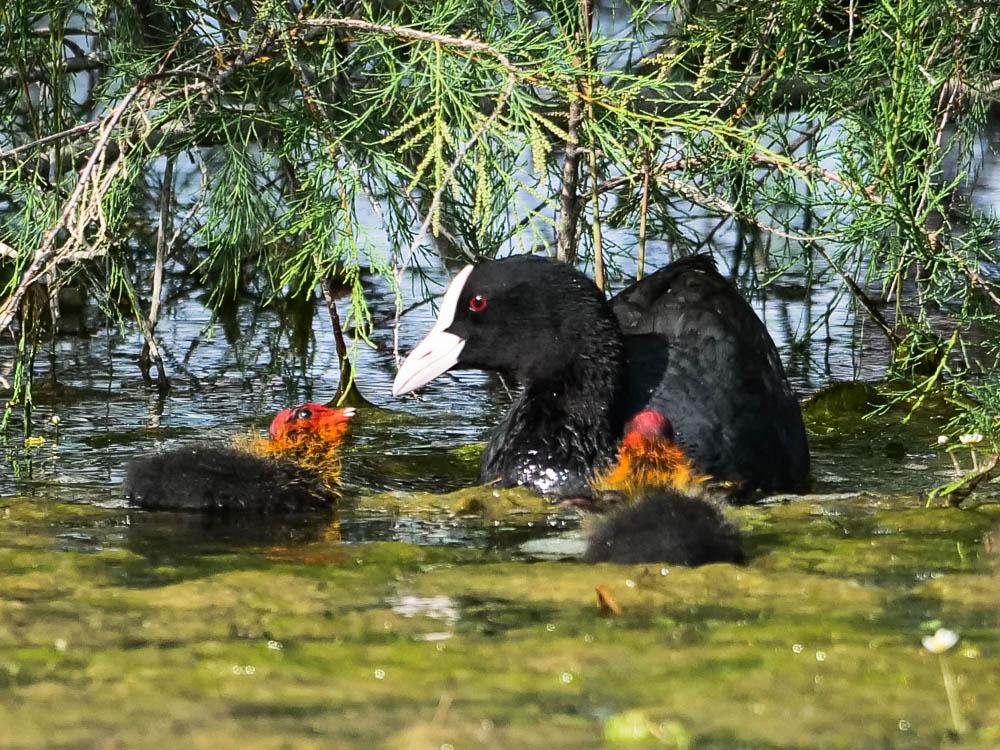 Foulque macroule Fulica atra Linnaeus, 1758