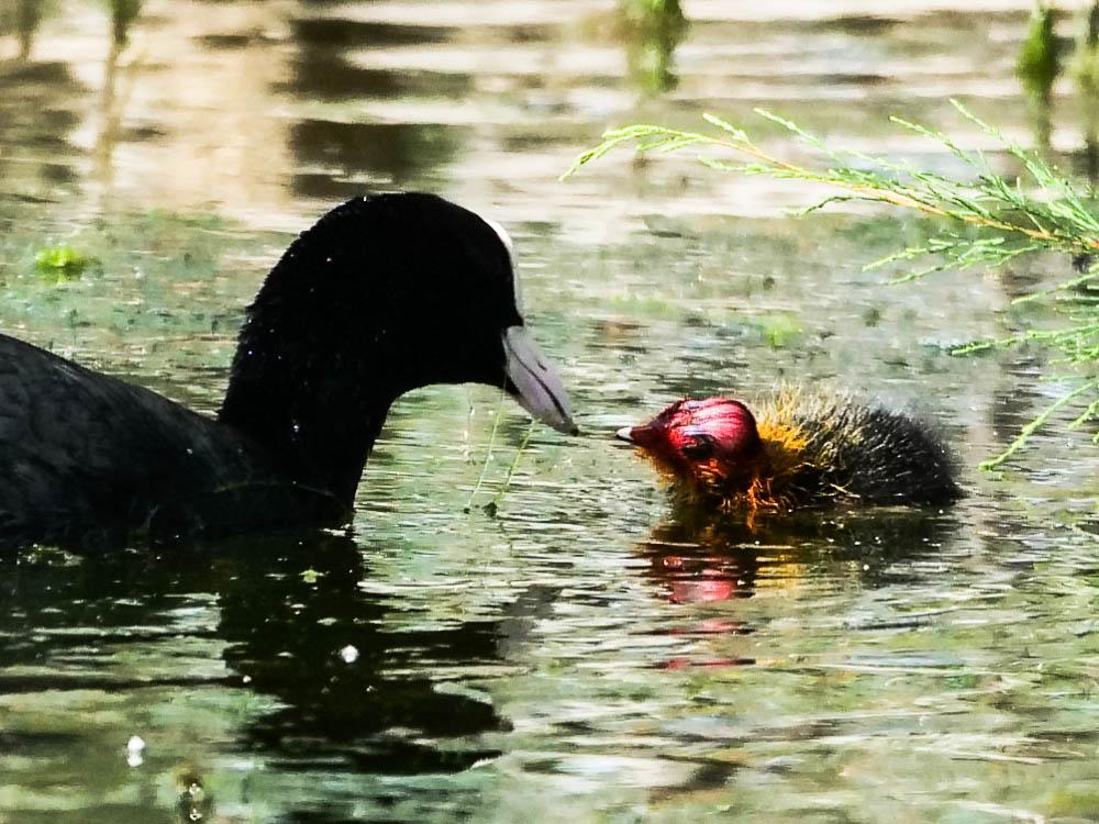 Foulque macroule Fulica atra Linnaeus, 1758