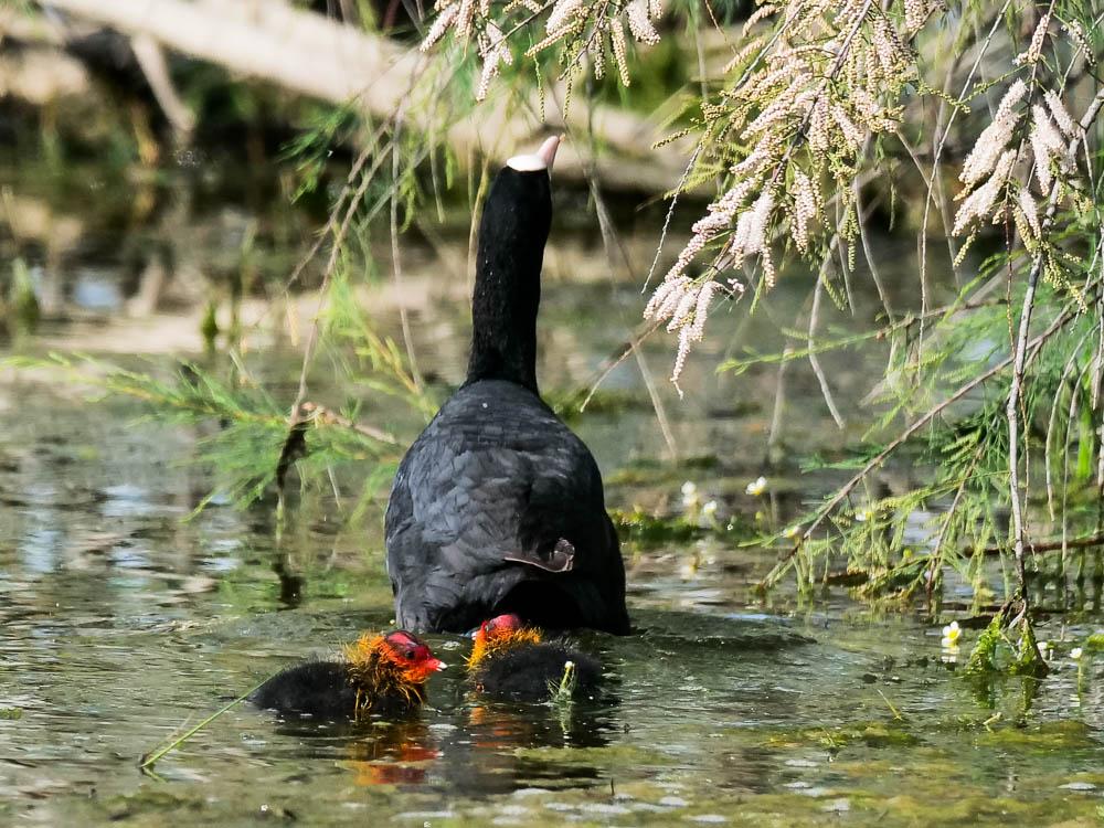 Foulque macroule Fulica atra Linnaeus, 1758