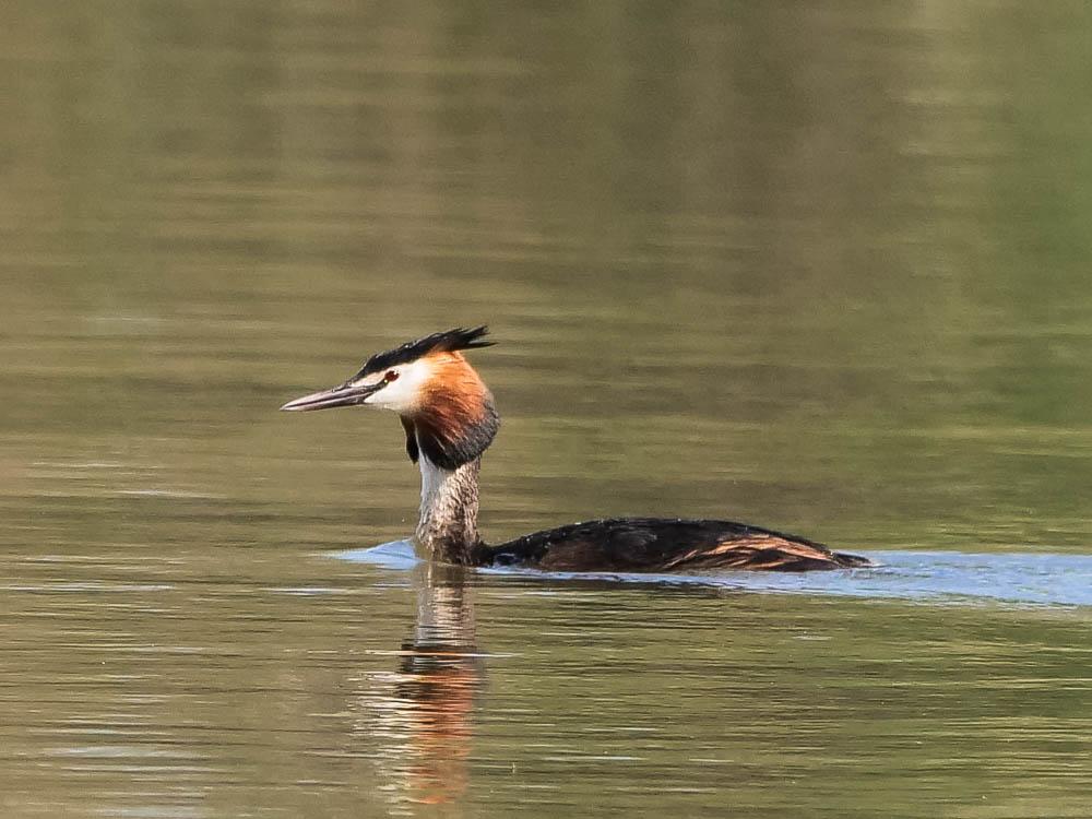 Grèbe huppé Podiceps cristatus (Linnaeus, 1758)