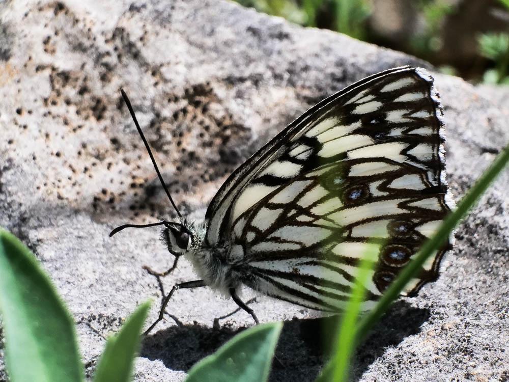 Le Échiquier d'Occitanie (L'), Demi-Deuil occitan (Le Melanargia occitanica (Esper, 1793)