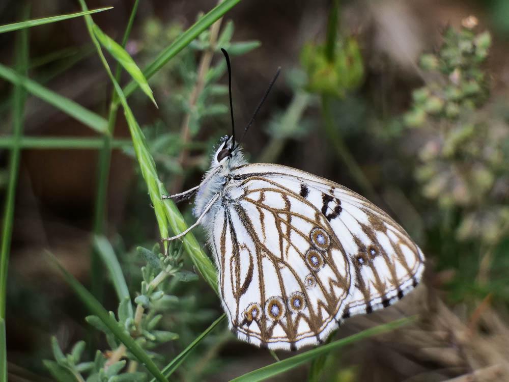 Le Échiquier d'Occitanie (L'), Demi-Deuil occitan (Le Melanargia occitanica (Esper, 1793)