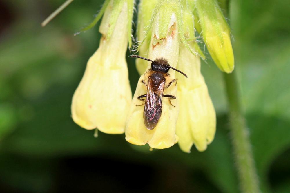  Andrena symphyti Schmiedeknecht, 1883