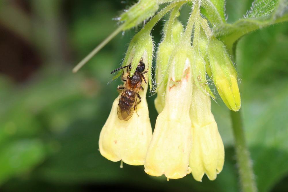  Andrena symphyti Schmiedeknecht, 1883
