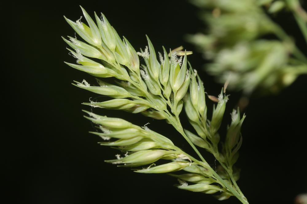 Baldingère faux-roseau, Fromenteau Phalaris arundinacea L., 1753