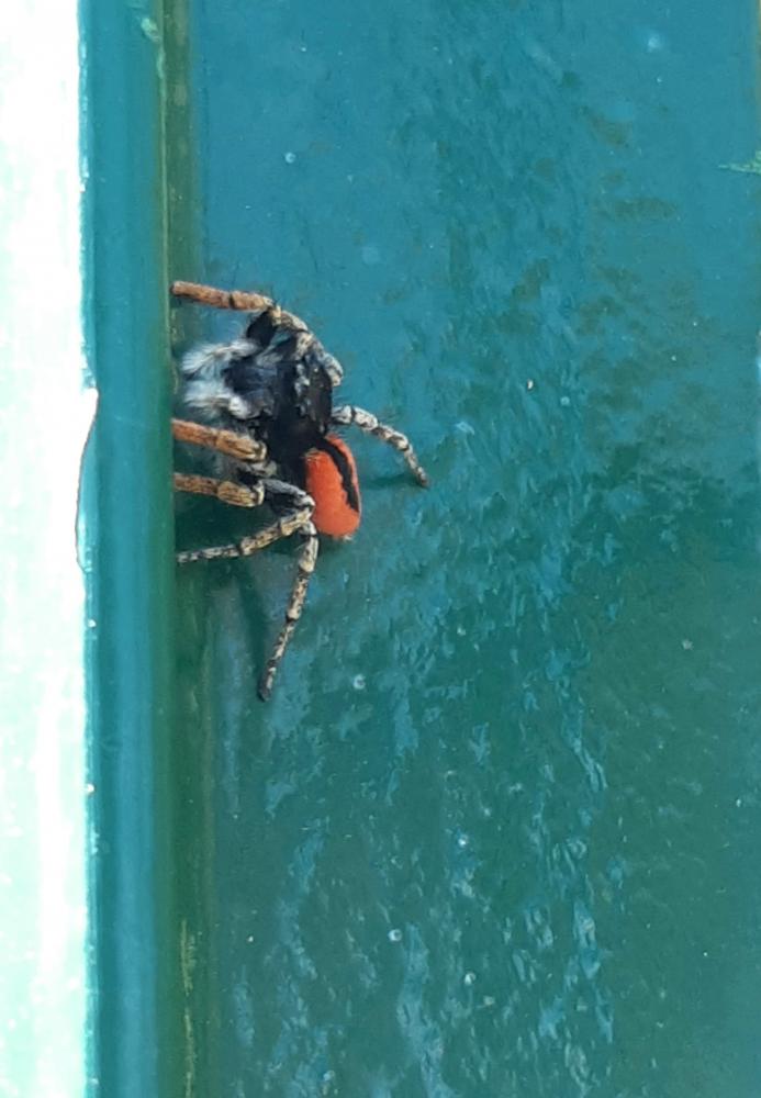 Saltique sanguinolent Philaeus chrysops (Poda, 1761)
