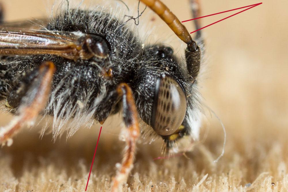  Nomada serricornis Pérez, 1884