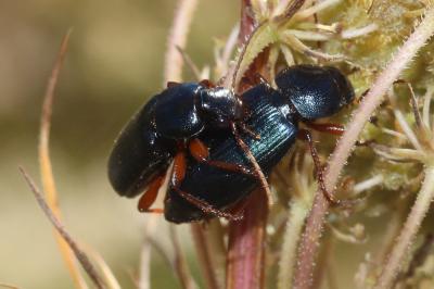 Pseudoophonus rufipes (De Geer, 1774)