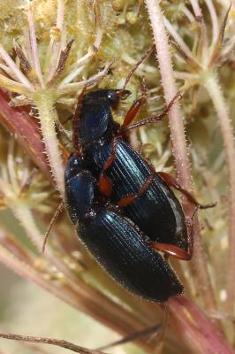  Pseudoophonus rufipes (De Geer, 1774)