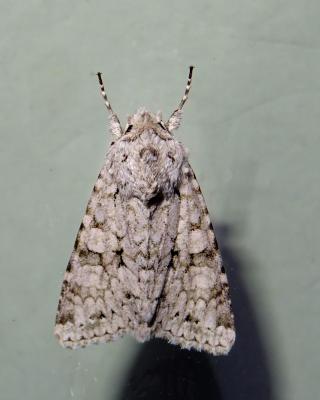 Chi (Le) Antitype chi (Linnaeus, 1758)