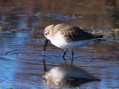 Bécasseau sanderling Calidris alba (Pallas, 1764)