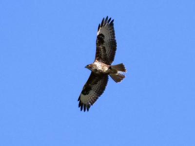 Buse variable Buteo buteo (Linnaeus, 1758)
