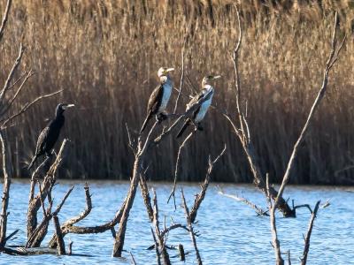 Grand Cormoran Phalacrocorax carbo (Linnaeus, 1758)