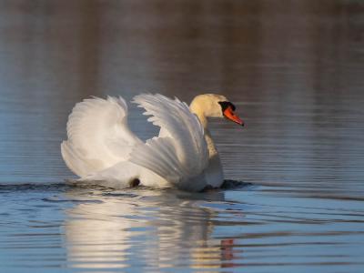 Cygne tuberculé Cygnus olor (Gmelin, 1803)