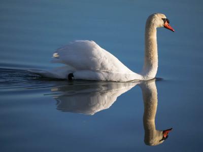 Cygne tuberculé Cygnus olor (Gmelin, 1803)