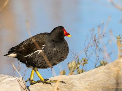 Poule-d'eau, Gallinule poule-d'eau Gallinula chloropus (Linnaeus, 1758)