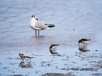 Bécasseau minute Calidris minuta (Leisler, 1812)