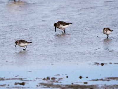 Bécasseau minute Calidris minuta (Leisler, 1812)