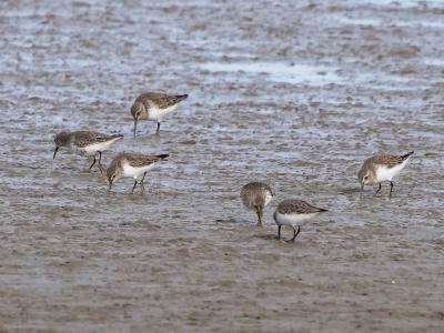 Bécasseau variable Calidris alpina (Linnaeus, 1758)