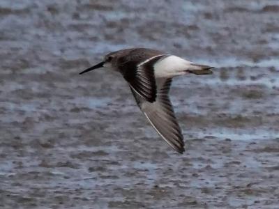 Bécasseau variable Calidris alpina (Linnaeus, 1758)