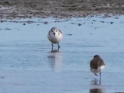 Bécasseau sanderling Calidris alba (Pallas, 1764)