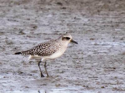 Pluvier argenté Pluvialis squatarola (Linnaeus, 1758)