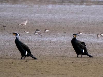 Grand Cormoran Phalacrocorax carbo (Linnaeus, 1758)