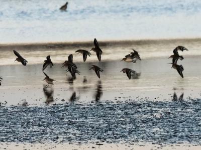 Bécasseau variable Calidris alpina (Linnaeus, 1758)