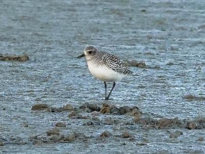Pluvier argenté Pluvialis squatarola (Linnaeus, 1758)