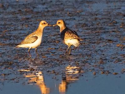 Pluvier argenté Pluvialis squatarola (Linnaeus, 1758)
