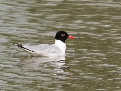 Mouette mélanocéphale Ichthyaetus melanocephalus (Temminck, 1820)