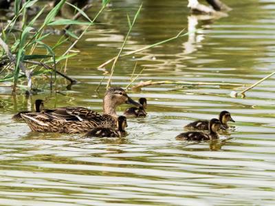 Canard colvert Anas platyrhynchos Linnaeus, 1758