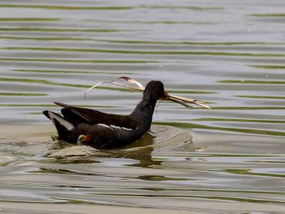Poule-d'eau, Gallinule poule-d'eau Gallinula chloropus (Linnaeus, 1758)