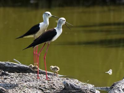 Echasse blanche Himantopus himantopus (Linnaeus, 1758)