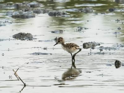 Echasse blanche Himantopus himantopus (Linnaeus, 1758)