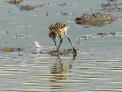 Echasse blanche Himantopus himantopus (Linnaeus, 1758)