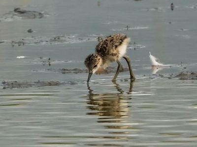 Echasse blanche Himantopus himantopus (Linnaeus, 1758)