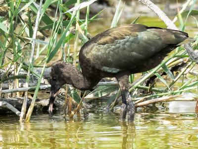 Ibis falcinelle Plegadis falcinellus (Linnaeus, 1766)