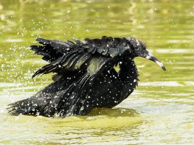 Ibis falcinelle Plegadis falcinellus (Linnaeus, 1766)