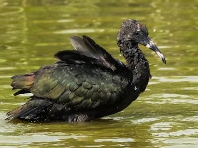 Ibis falcinelle Plegadis falcinellus (Linnaeus, 1766)