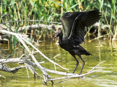 Ibis falcinelle Plegadis falcinellus (Linnaeus, 1766)
