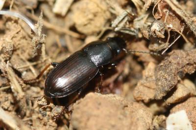  Harpalus pygmaeus Dejean, 1829