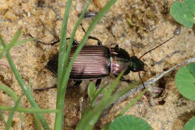  Poecilus cupreus (Linnaeus, 1758)
