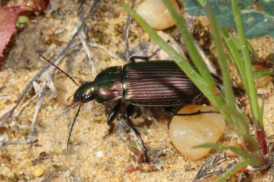  Poecilus cupreus (Linnaeus, 1758)