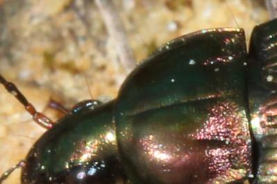  Poecilus cupreus (Linnaeus, 1758)