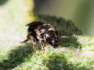  Lasioglossum clypeare (Schenck, 1853)