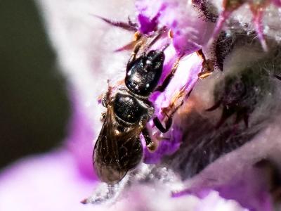  Lasioglossum clypeare (Schenck, 1853)