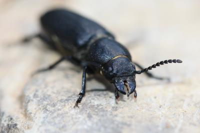  Prionus coriarius (Linnaeus, 1758)
