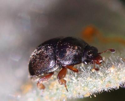  Acanthogethes fuscus (Olivier, 1790)