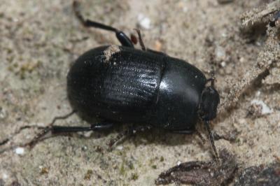  Nalassus assimilis (Küster, 1850)